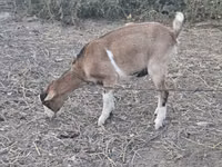 Ziege, Ziegen — Foto 2