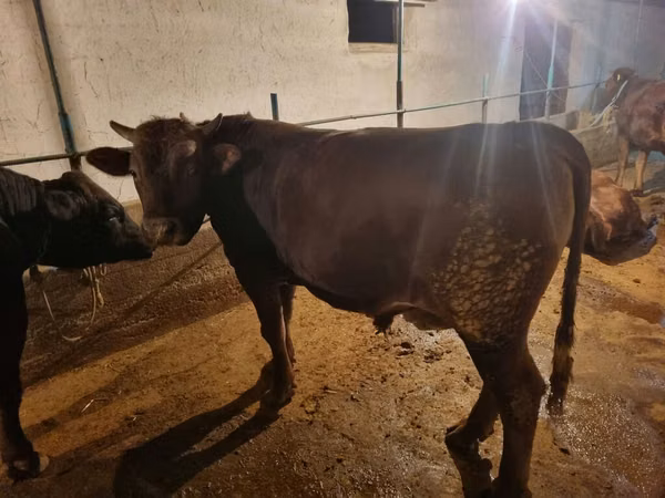 公牛, Cattle — 吉尔吉斯斯坦