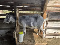 Goat, Alpine goat — photo 7