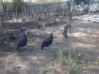 Turkeys — الصورة 3