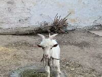 Ziege, Ziegen — Foto 5