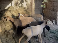 Sheep, Sheep — photo 2