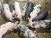 Schweine (Partie, Geschlecht nicht angegeben), Schweine — Foto 3