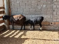 نعجة, الأغنام — الصورة 2