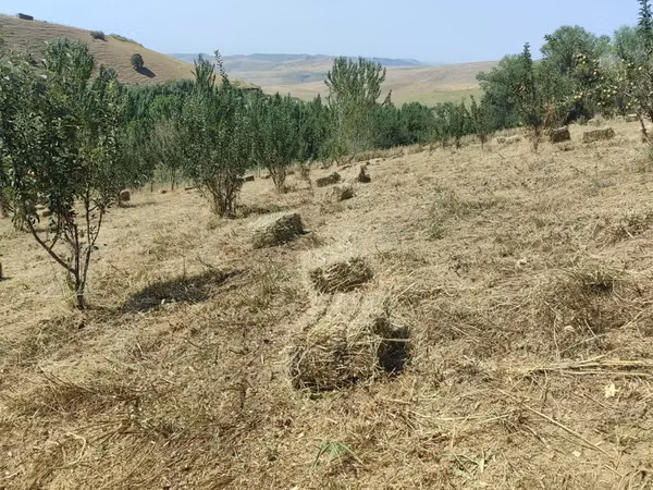 Сено в тюках - Зажатое в прямоугольные тюки, удобные для перевозки и