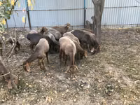 Schafe (Partie, Geschlecht nicht angegeben), Arashan sheep — Foto 2