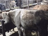 Bull, Cattle — photo 2
