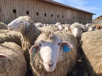 Schaf, Edilbay sheep — Foto 1