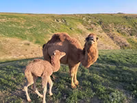 Kamel, Kamele — Foto 3