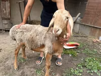 Кочкор, Рён кочкору — сүрөт 7