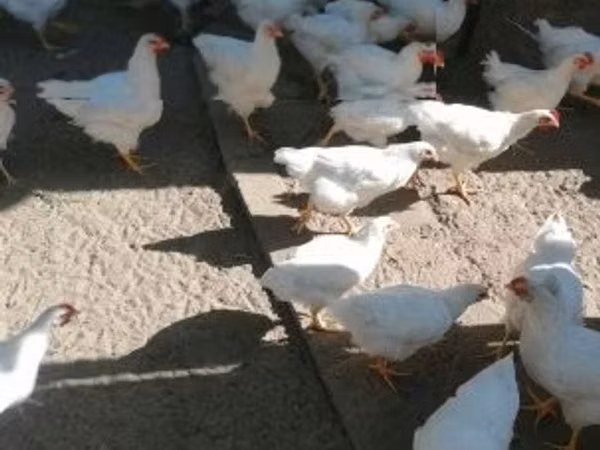 Плимутрок