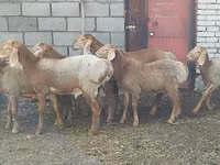 Oveja, Arashan sheep — foto 1
