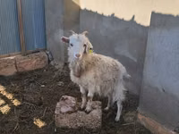 母山羊, Saanen goat — 照片 4