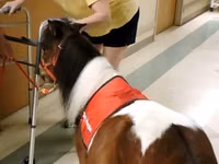 حصان, Miniature horse — الصورة 4