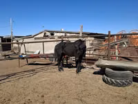 Yegua, Horse breed — foto 3