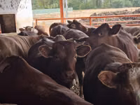ثور, Simmental cattle — الصورة 5
