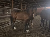 Caballo, Caballos — foto 2