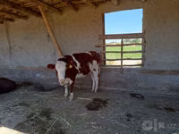 Bull, Simmental cattle — photo 6