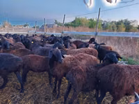 نعجة, Edilbay sheep — الصورة 3