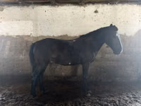 Aygʻir, Kazakh horse — 3-rasm