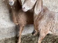نعجة, Arashan sheep — الصورة 1