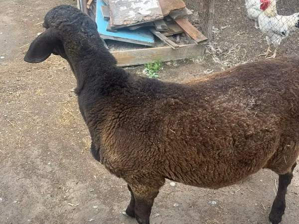 كبش, Rhon sheep