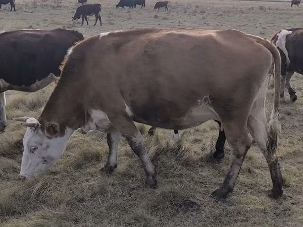 Cow, Simmental cattle