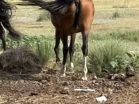 Stute, Tatar horse — Foto 5