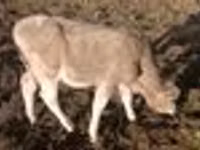 Rinder (Partie, Geschlecht nicht angegeben), Simmental cattle — Foto 3