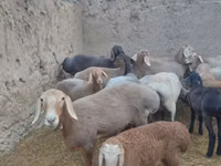 Schaf, Arashan sheep — Foto 6