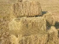 Hay Bales and Rhodes Grass — сүрөт 2