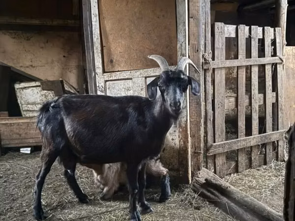 Ziegenbock, Ziegen