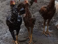 Chickens — Foto 4