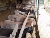 Widder, Arashan sheep — Foto 1