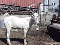 Cabra, Nubian Goat — foto 1