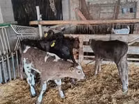 Toro, Vaca Limousin — foto 1