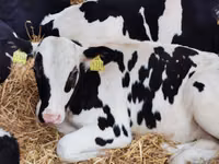 公牛, Russian Black pied cattle — 照片 6