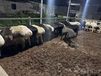 Ram, Sheep — photo 4