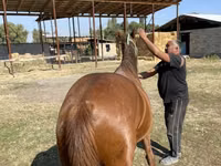 Yegua, Kazakh horse — foto 6