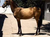 Hengst, Akhal-Teke — Foto 2