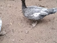 Ducks — फ़ोटो 2