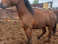 حصان, Horse breed — الصورة 3