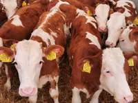 Bulle, Simmental cattle — Foto 2