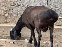 كبش, الأغنام — الصورة 5