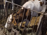 公牛, Simmental cattle — 照片 6