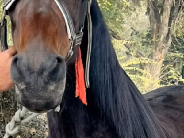 Toychoq, French Trotter