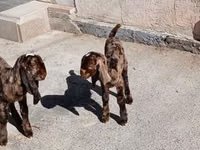Ziegenbock, Beetal goats — Foto 3