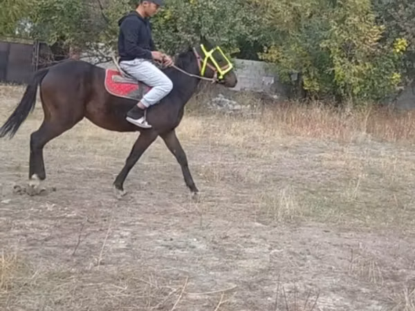 Ат, Аттар
