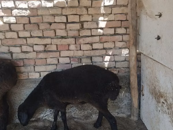 Widder, Schafe — Usbekistan