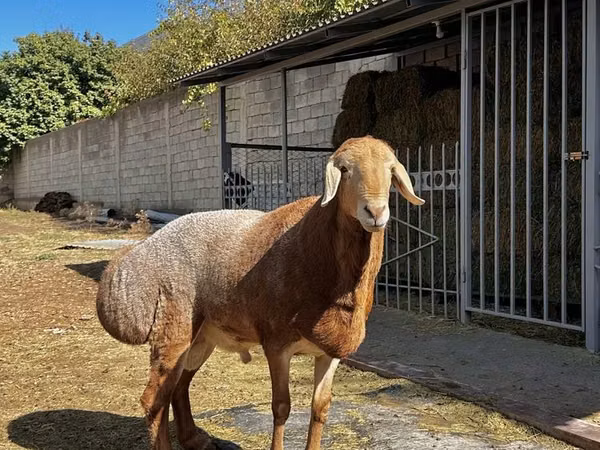 Ram, Arashan sheep
